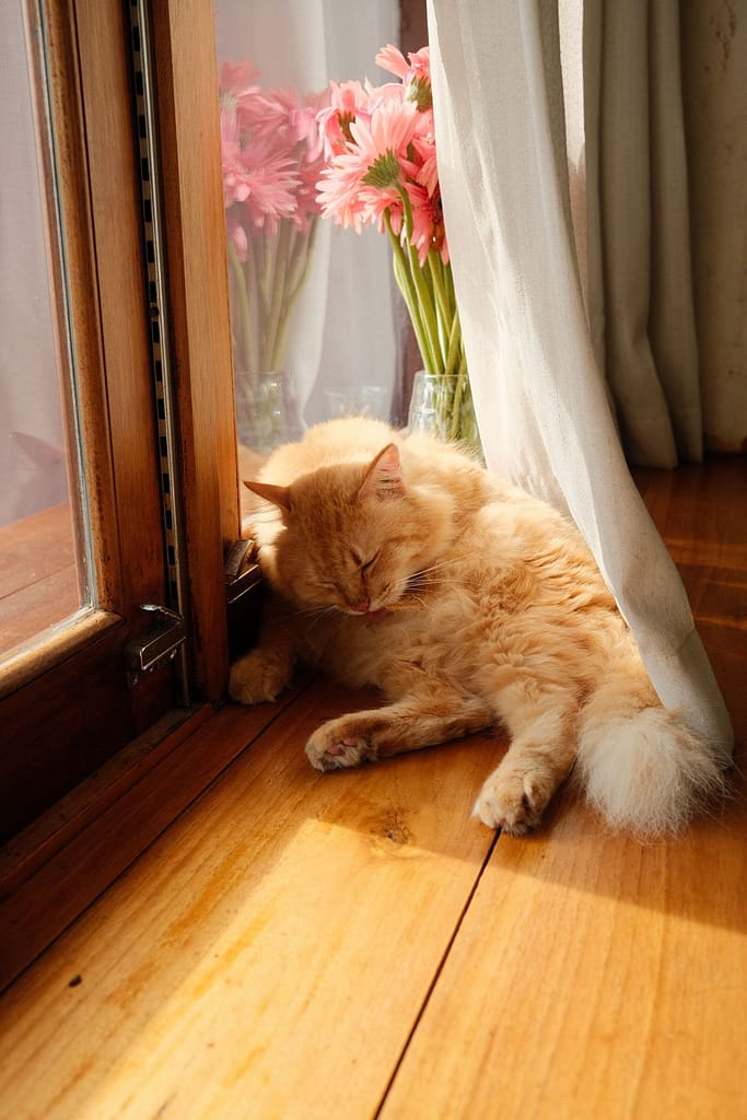 Pi-พาย Pi-พาย